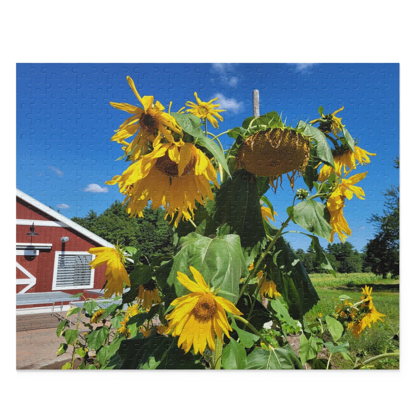 Sunflower and barn puzzle