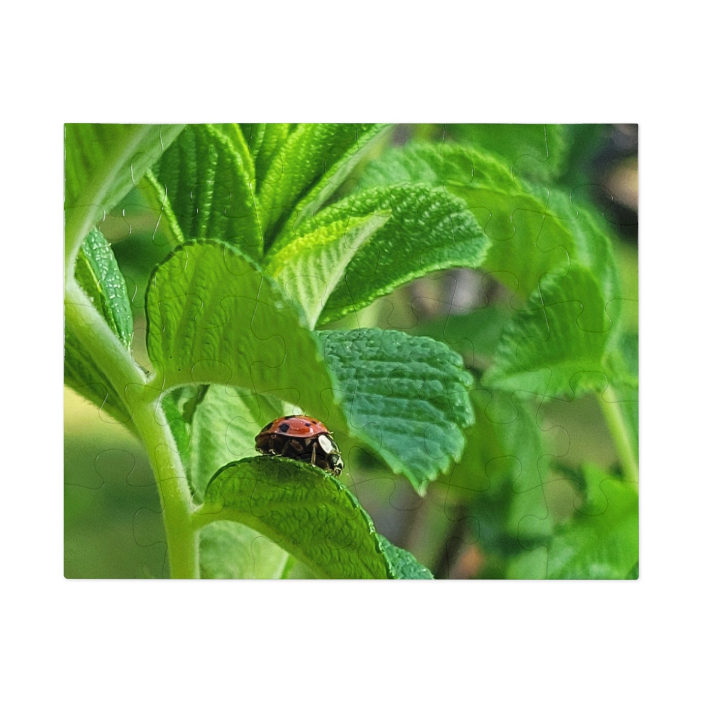 Ladybug on Green Leaves Jigsaw Puzzle (Tin Box)