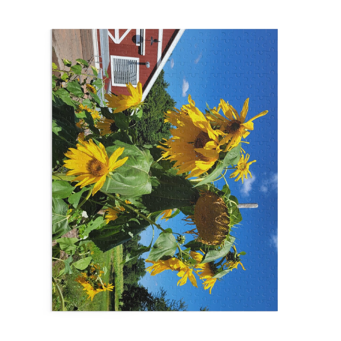 Sunflower and barn puzzle