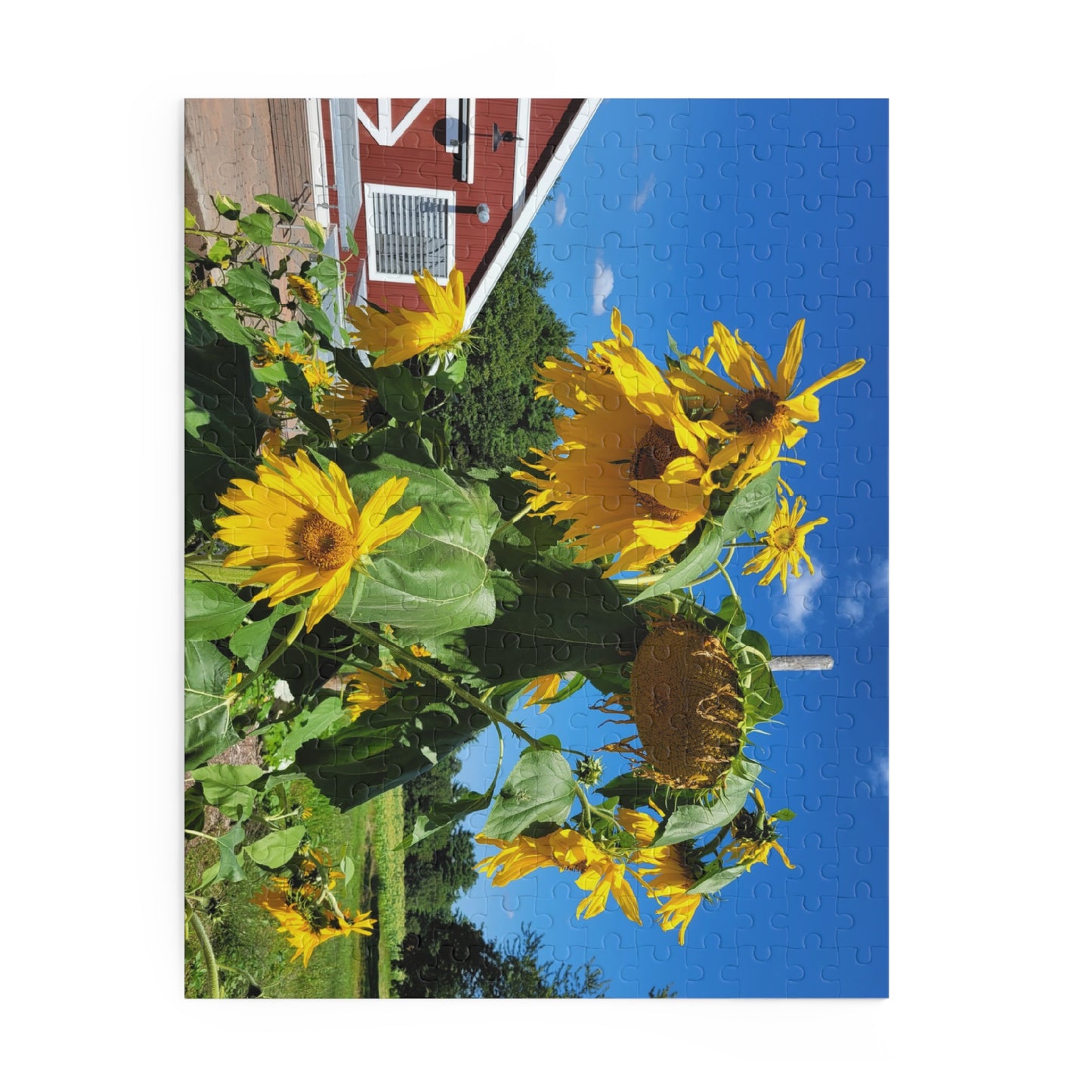 Sunflower and barn puzzle