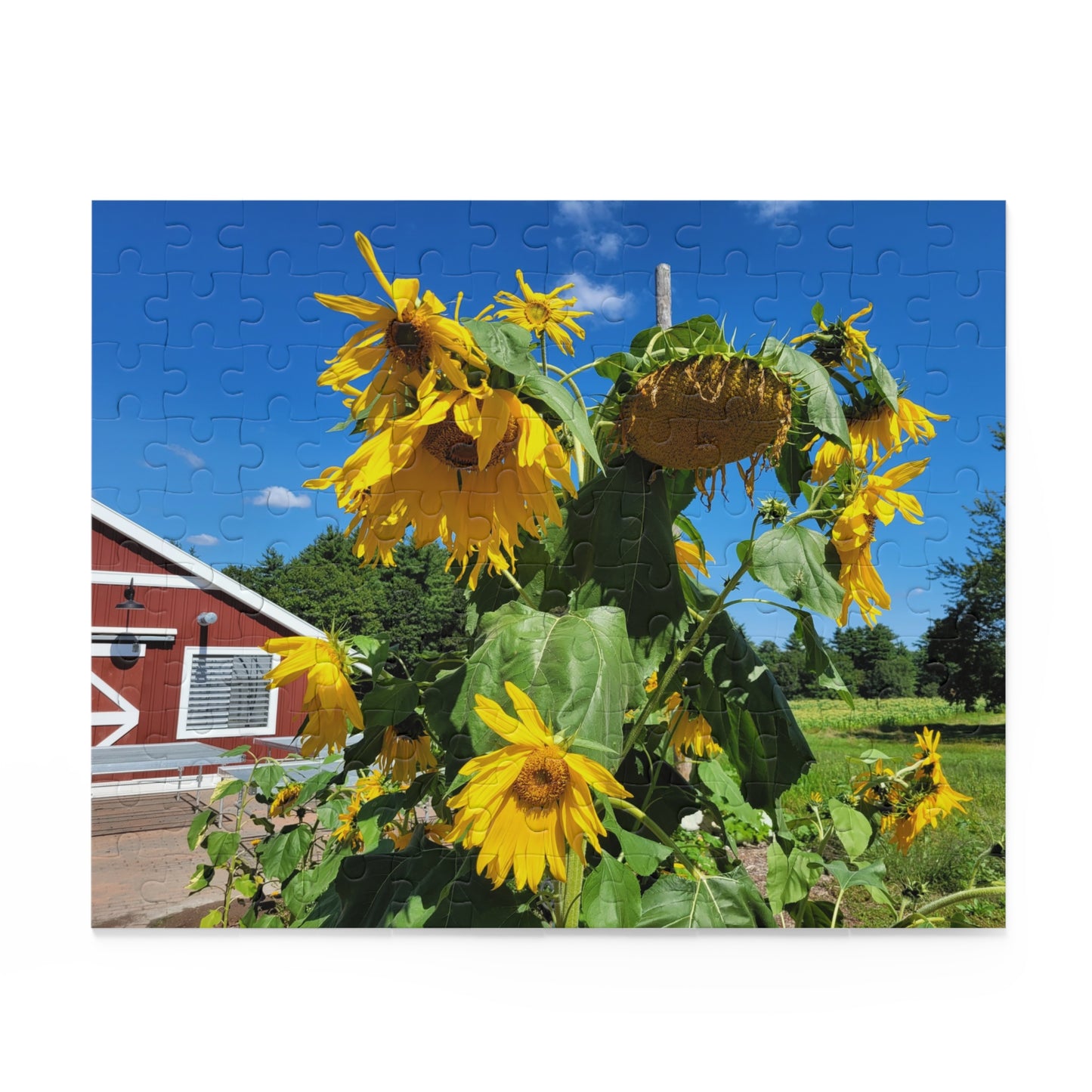 Sunflower and barn puzzle