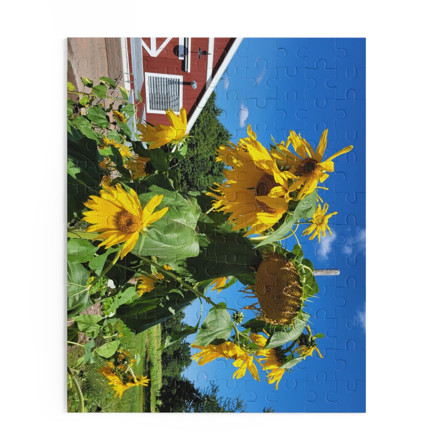 Sunflower and barn puzzle